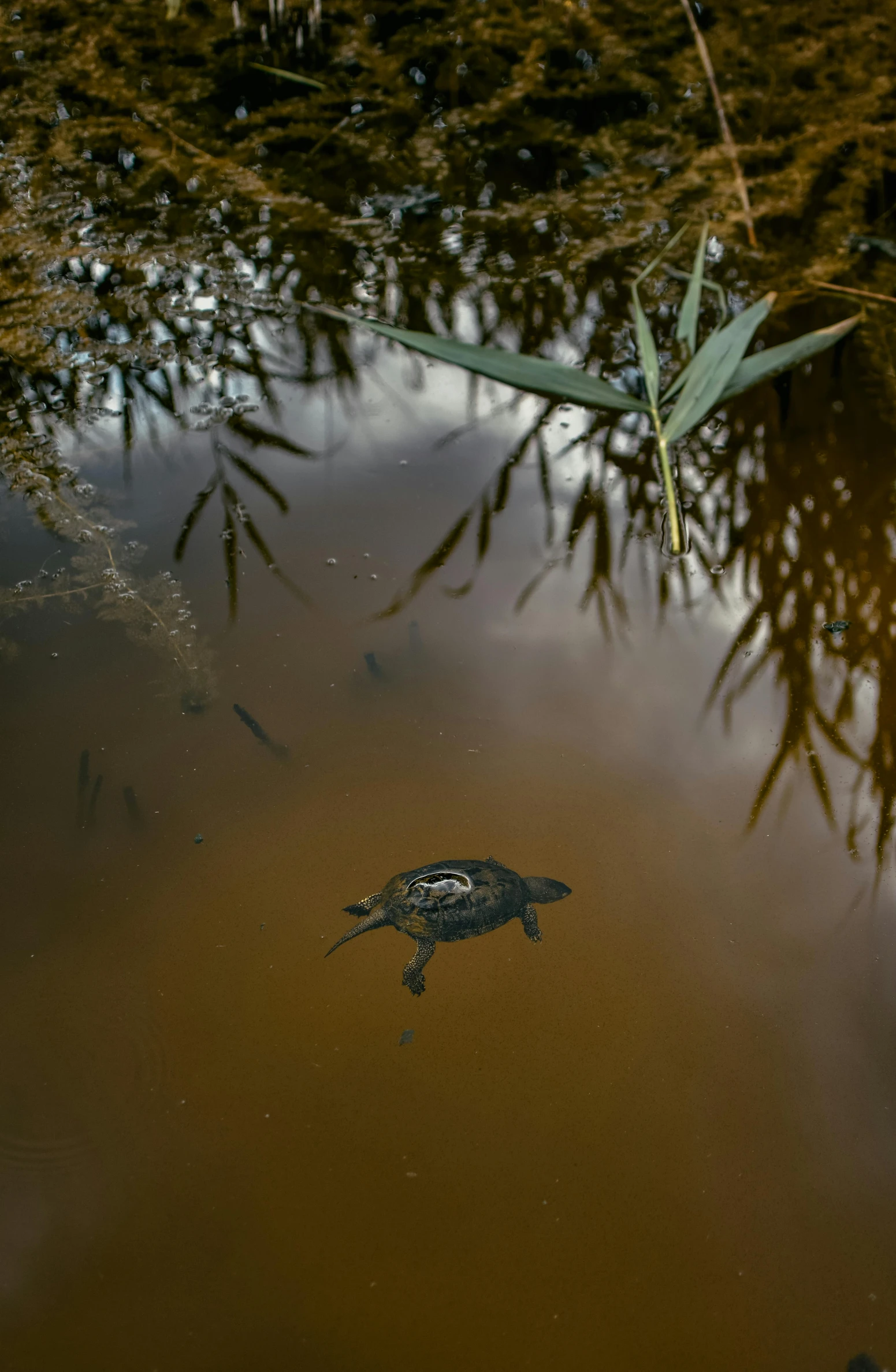 a turtle swimming in a body of water, a picture, by Jan Tengnagel, alessio albi, slide show, bayou, photographed for reuters