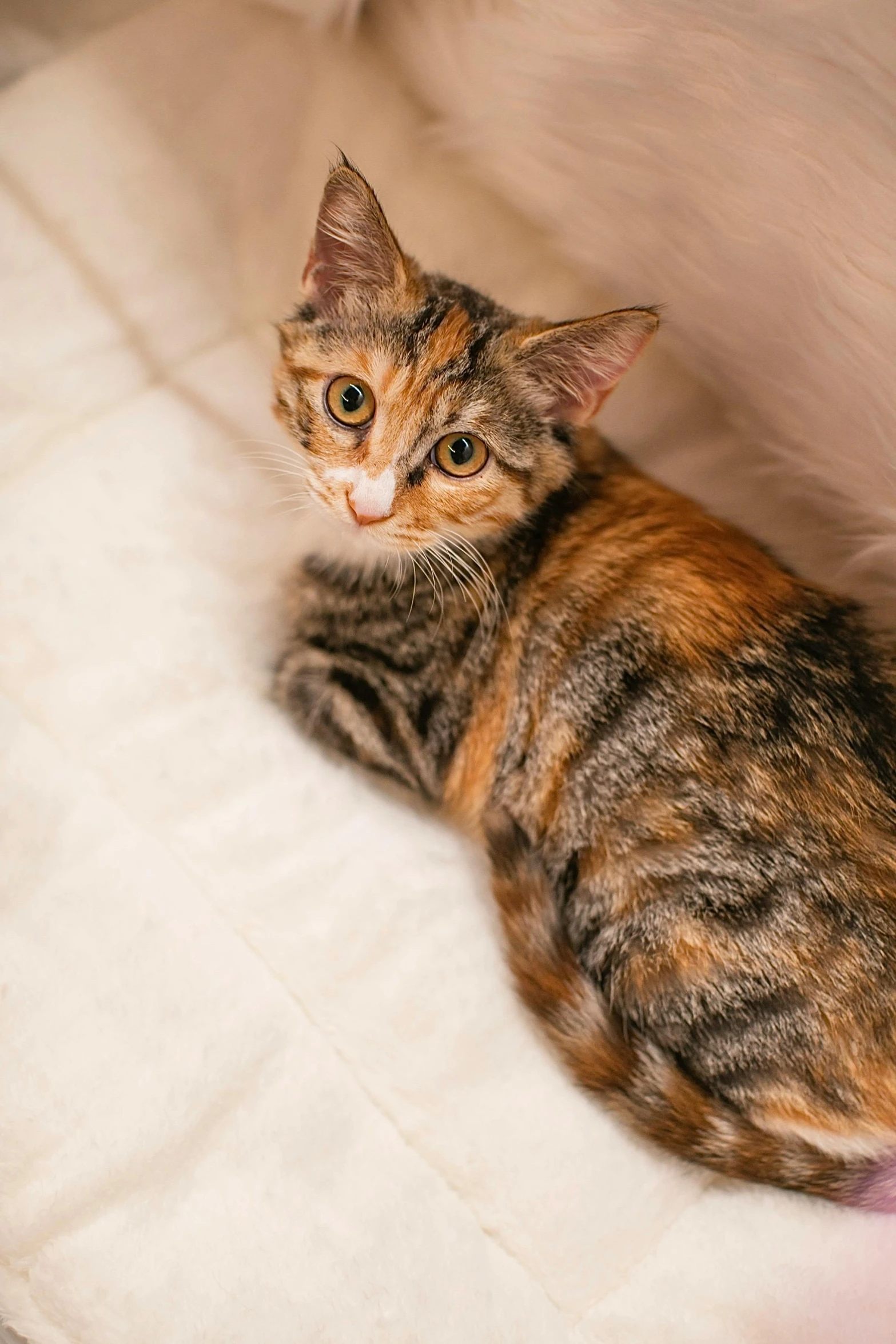 a cat that is laying down on a bed, she is facing the camera, sitting on a couch, bixbite, ready to model