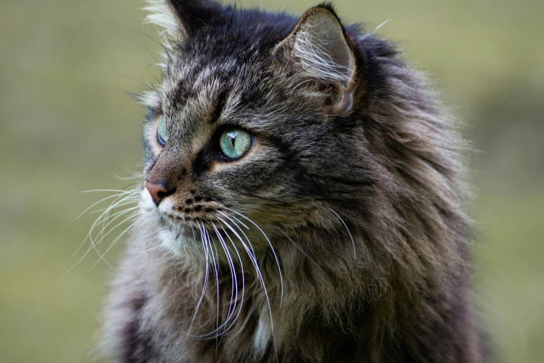 a close up of a cat with green eyes, by Terese Nielsen, pexels contest winner, blue siberian forest cat, gazing off into the horizon, fluffy'', fine detail post processing