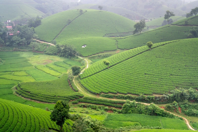 the view from the top of a tea plantation