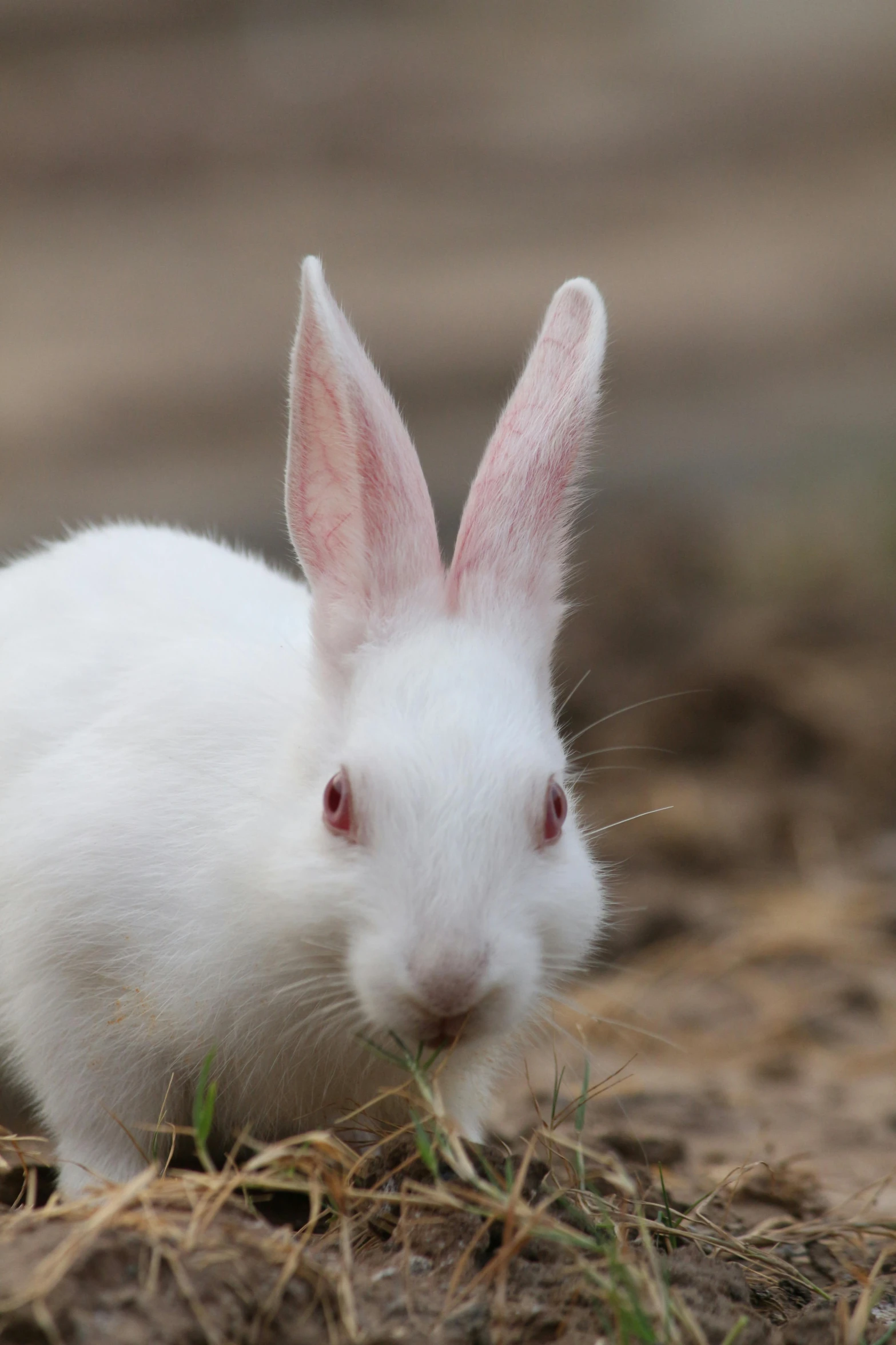 a white rabbit is standing in the dirt, by Matt Stewart, shutterstock contest winner, renaissance, closeup of face, very very very pale skin, taken in the late 2000s, chinese