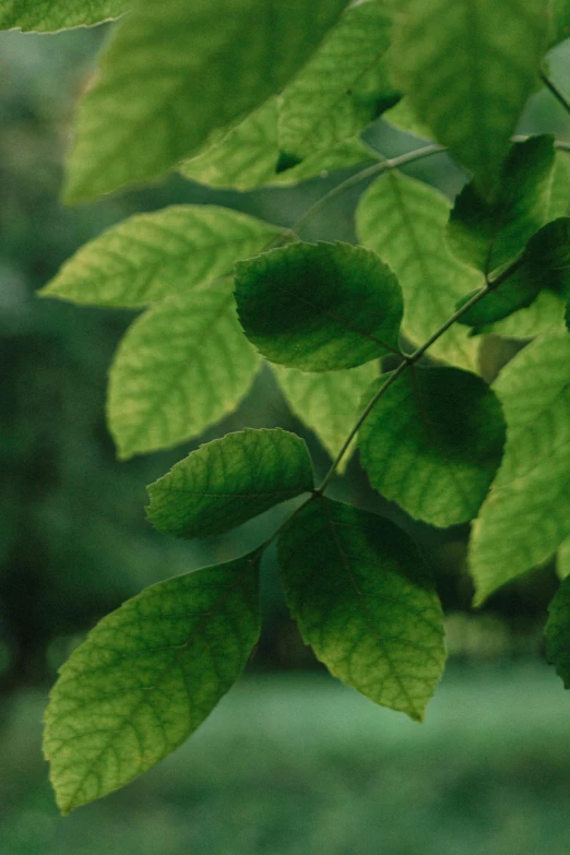 a close up of a leaf on a tree, lush surroundings, sustainable materials, elm tree, dark green