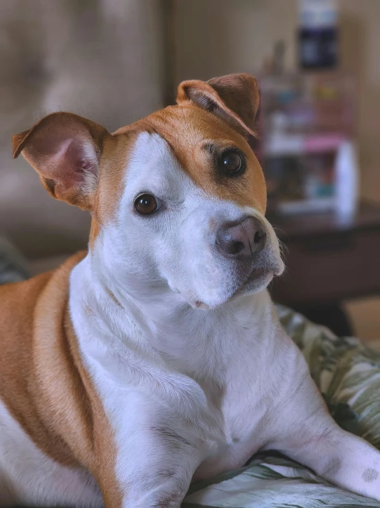 a brown and white dog laying on a bed, pexels contest winner, photorealism, shaven face, sitting on the couch, pits, profile image