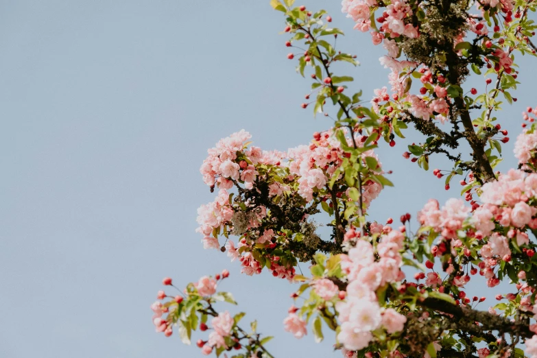 a tree with pink flowers against a blue sky, trending on pexels, with fruit trees, background image, jovana rikalo, thumbnail