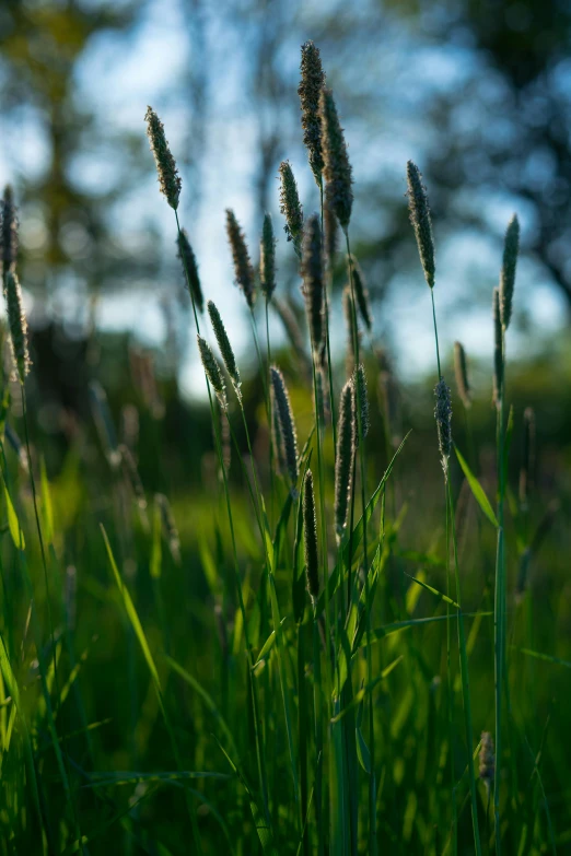 a field full of tall grass with trees in the background, by Sven Erixson, unsplash, from wheaton illinois, spring evening, small quills along it's back, today\'s featured photograph 4k