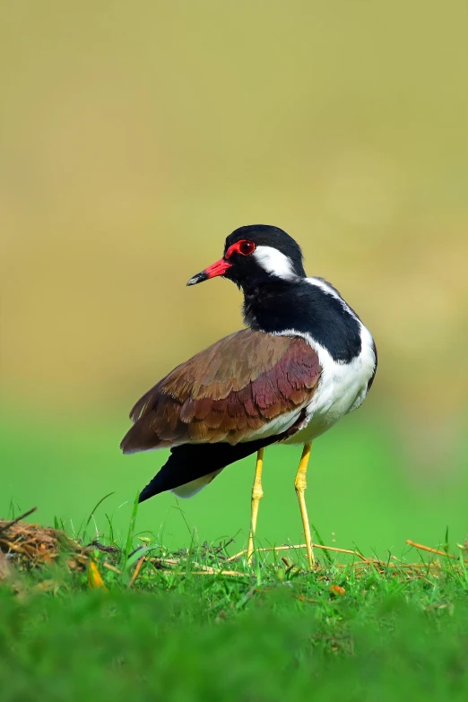 a bird that is standing in the grass, slide show, multiple stories, sri lanka, large red eyes