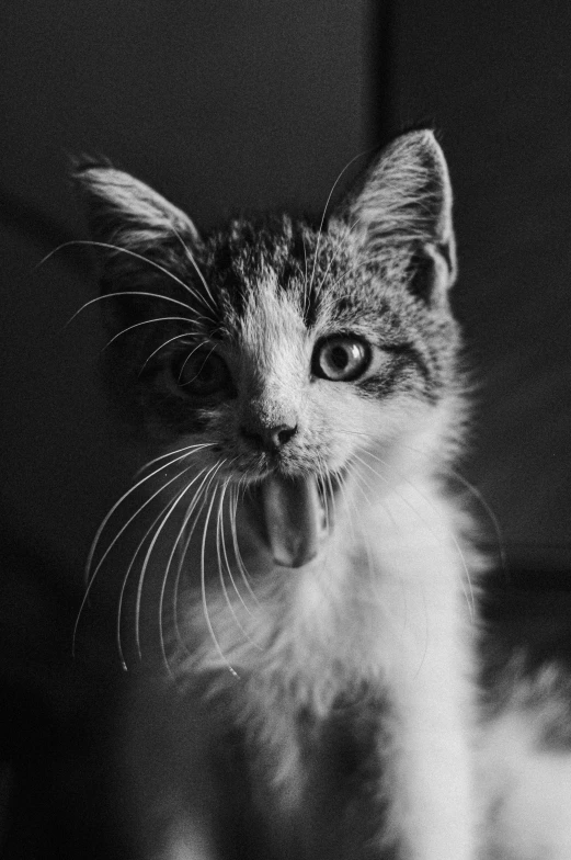 a black and white photo of a kitten yawning, by Felix-Kelly