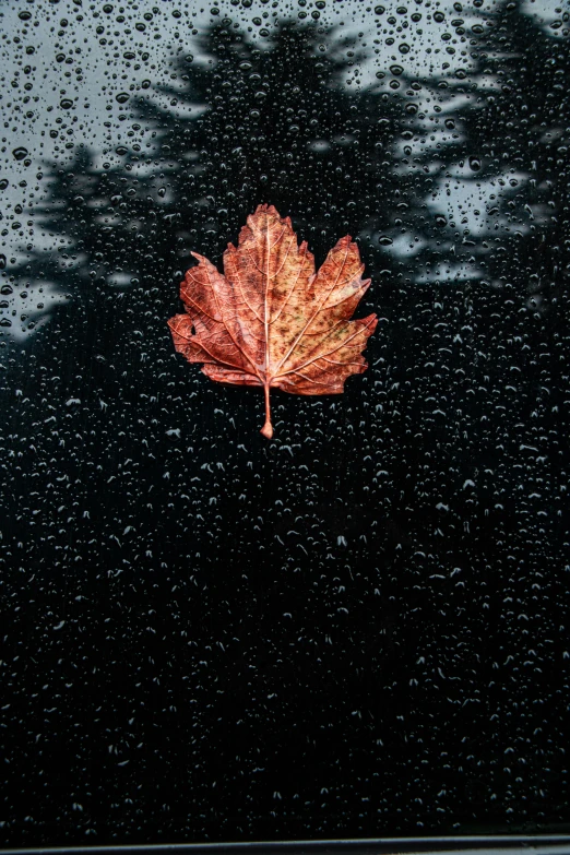 a leaf sitting on top of a window covered in rain, an album cover, trending on pexels, photorealism, autum, painting on black canvas, paul barson, wet asphalt