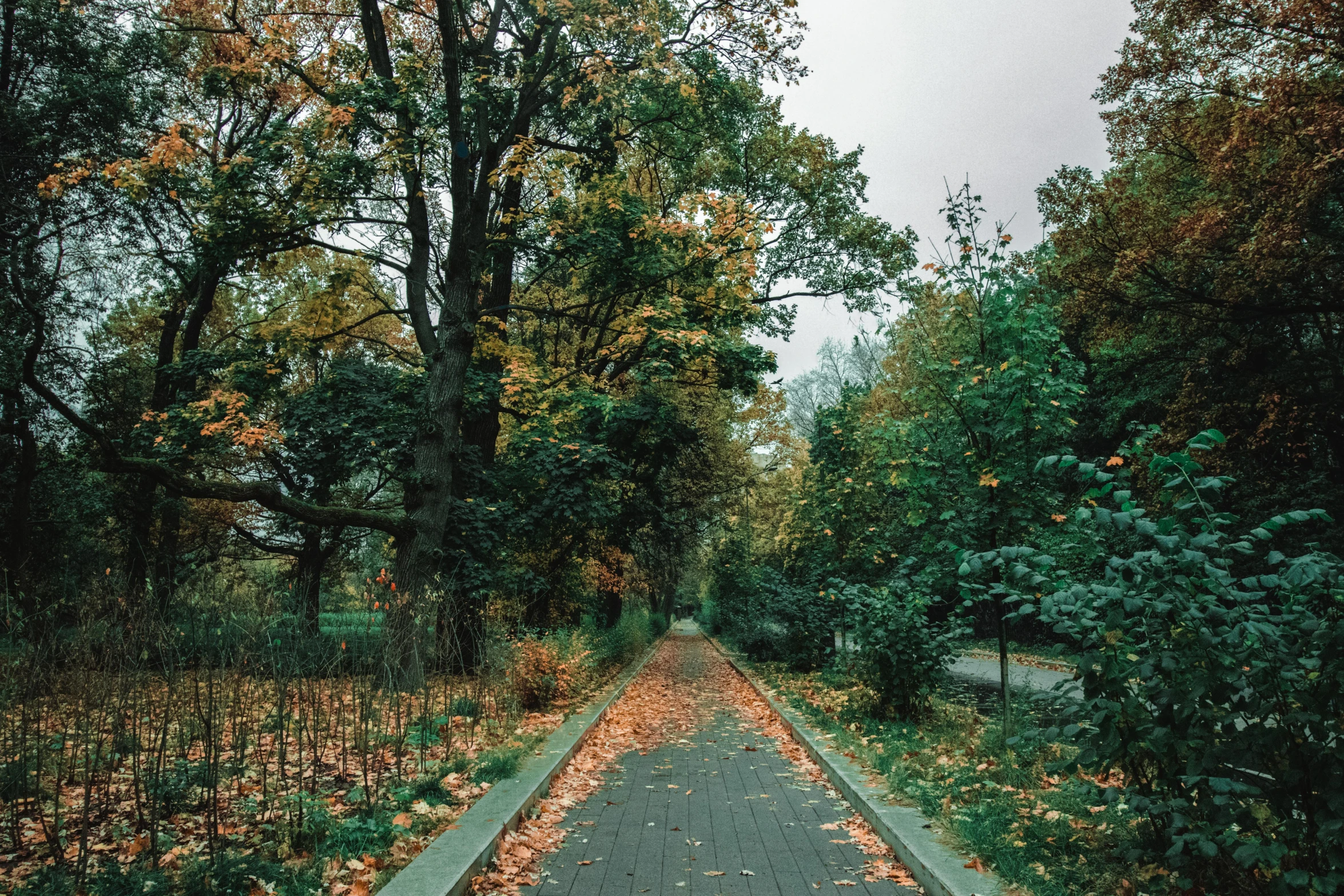 a road that has fallen leaves on the side of it, a picture, by Emma Andijewska, unsplash contest winner, in a city park, 🤬 🤮 💕 🎀, botanic garden, rectangle