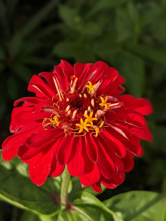 a close up of a red flower with green leaves, dark oranges reds and yellows, square, very high bloom ammount, quintessa
