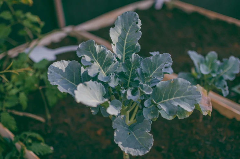 a close up of a plant in a garden, by Jessie Algie, unsplash, renaissance, grey vegetables, high angle shot, osr, low quality photo