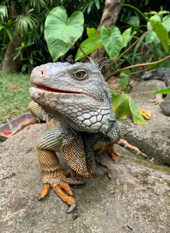 a close up of a lizard on a rock, holding a 🛡 and an 🪓, grey, with a happy expression, front facing the camera