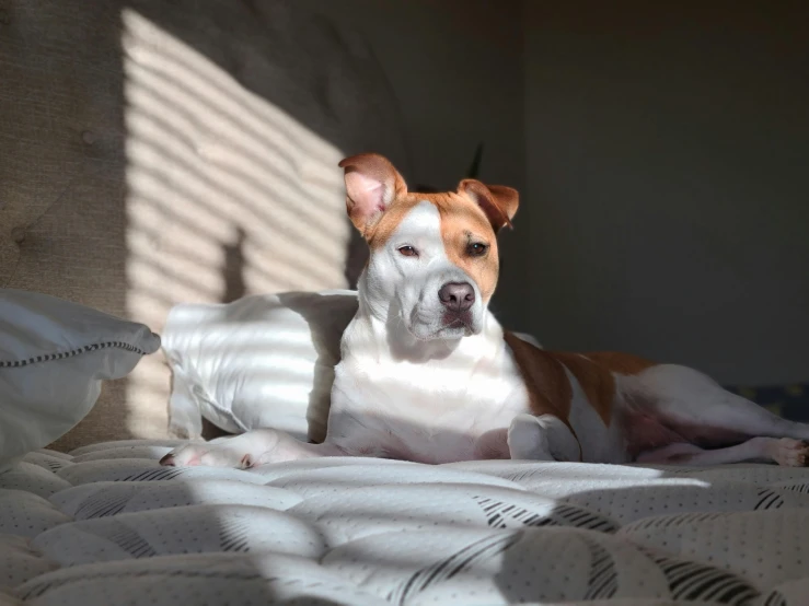 a brown and white dog laying on top of a bed, by Emma Andijewska, pexels contest winner, some sunlight ray, pitbull, immaculate shading, pits