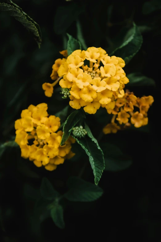 yellow flowers against a black background, a portrait, unsplash, with soft bushes, a high angle shot, ornately detailed, overcast