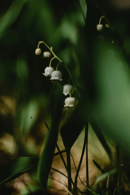 a small white flower sitting on top of a lush green field, unsplash, renaissance, in a dark forest, bells, pods, ignant