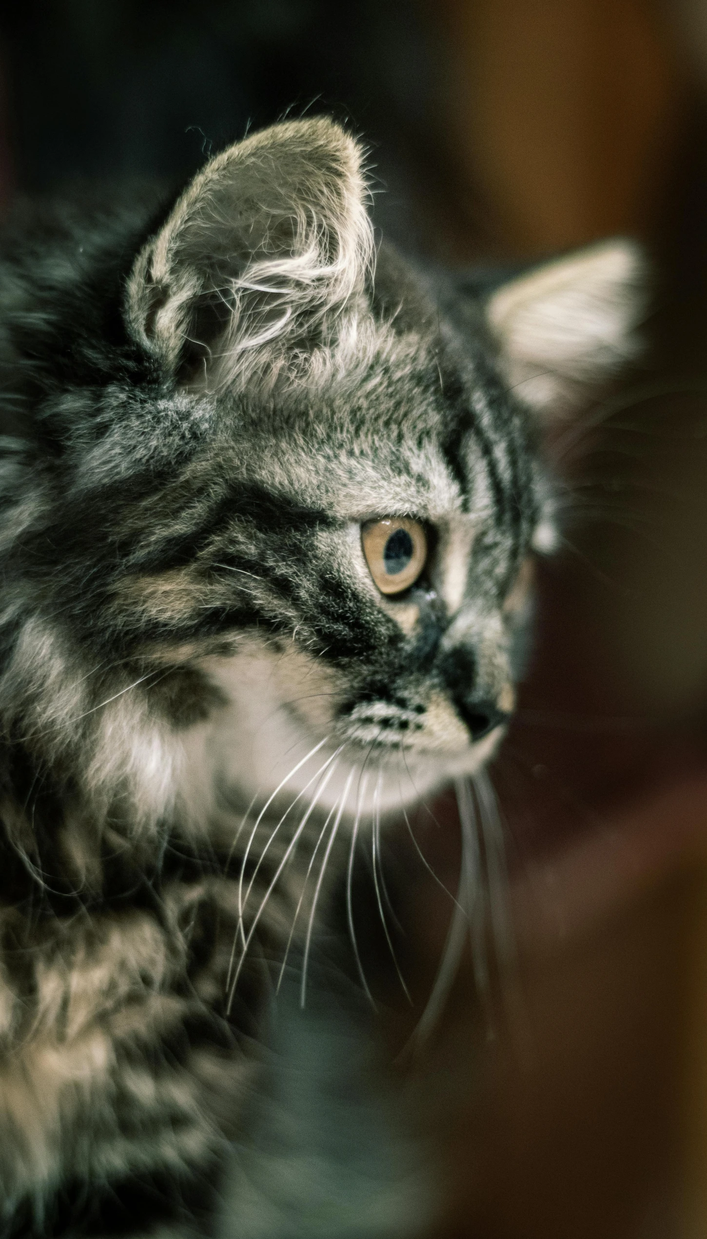 a close up of a cat with a blurry background, a photo, by Terese Nielsen, trending on unsplash, maine coon, high quality photo, desaturated, cinematic medium shot