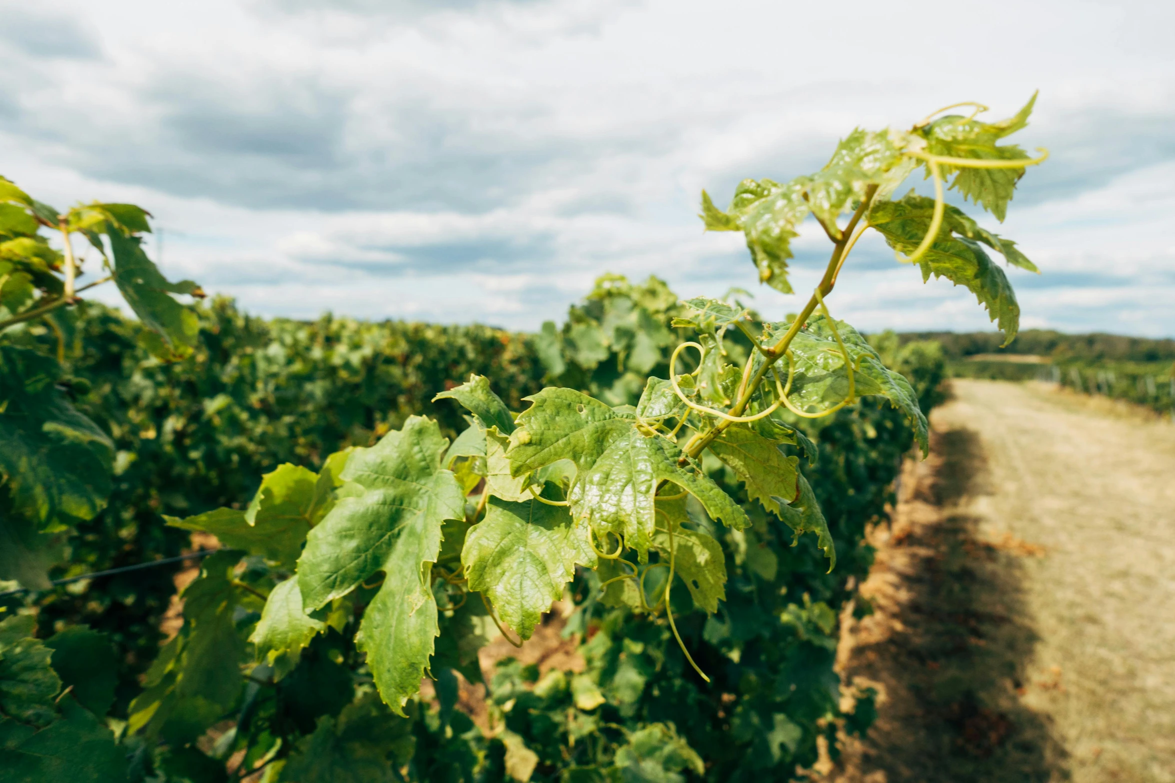 a bunch of grapes growing in a field, unsplash, figuration libre, an australian summer landscape, walls are covered with vines, thumbnail, no cropping