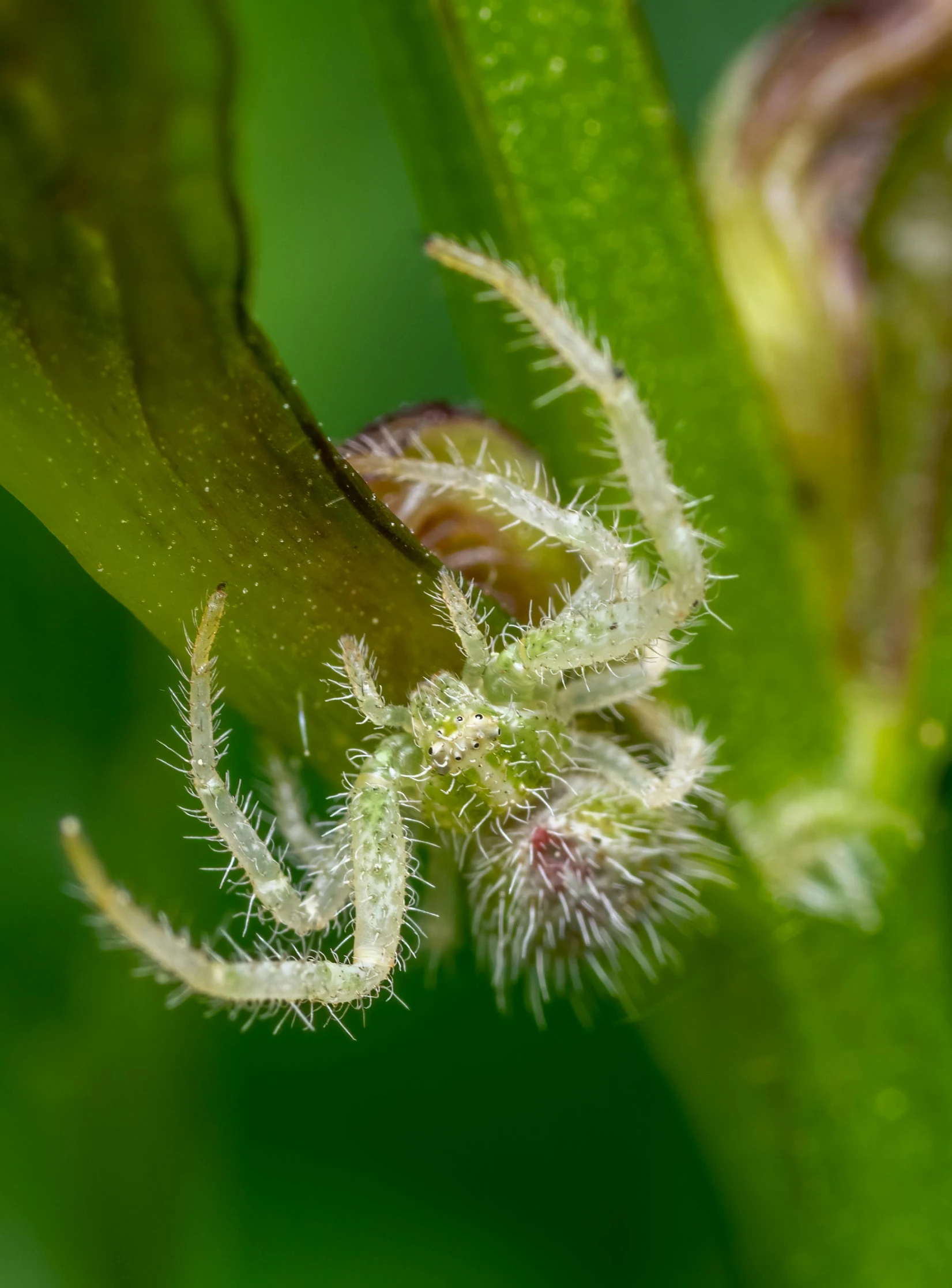 a close up of a flower on a plant, a macro photograph, by Samuel Washington Weis, hurufiyya, spider legs large, immature, macro photography 8k, r/aww