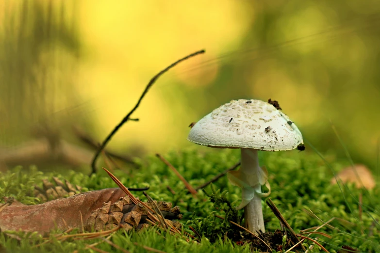 a mushroom sitting on top of a lush green forest, a macro photograph, by Andries Stock, pexels contest winner, white, autumn season, slide show, under light