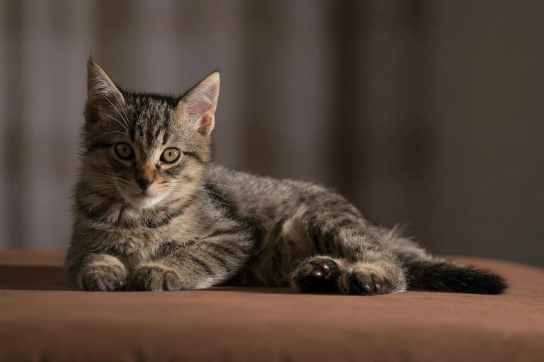 a cat that is laying down on a bed, a portrait, trending on pexels, sitting on a couch, small ears, young male, lit from the side