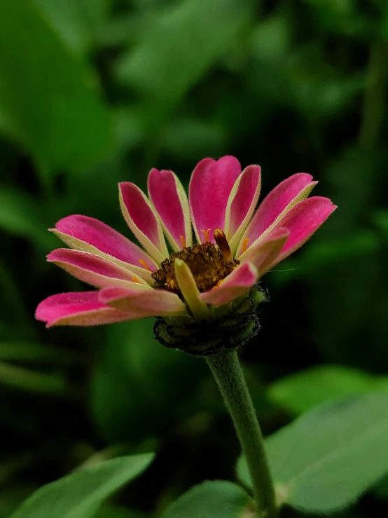 a close up of a pink flower with green leaves in the background, by Jan Tengnagel, chrysanthemum eos-1d, high quality image, multicolored, medium long shot