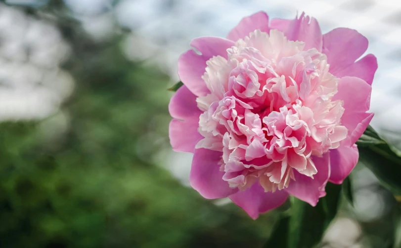 a close up of a pink flower with green leaves, unsplash, peony flower, paul barson, exterior shot, on display