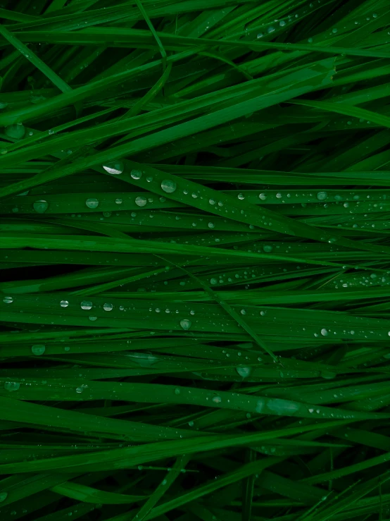 a red fire hydrant sitting on top of a lush green field, a picture, by Jan Rustem, unsplash, stylized grass texture, just after rain, green: 0.5, wallpaper for monitor