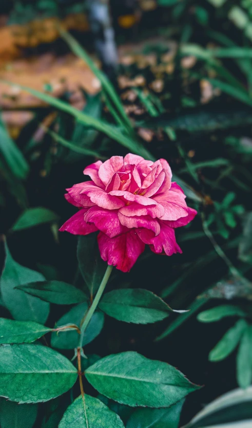 a pink rose sitting on top of a lush green plant, inspired by Elsa Bleda, unsplash, high angle shot, low quality photo, wide - shot, multicoloured