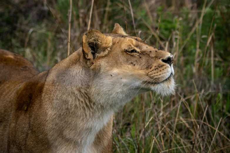 a close up of a lion in a field, a woman's profile, wildlife photo, scar on the cheek, head looking up