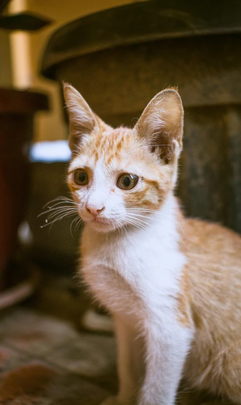 an orange and white cat sitting next to a potted plant, pexels, avatar image, young male, expressive face, blurred