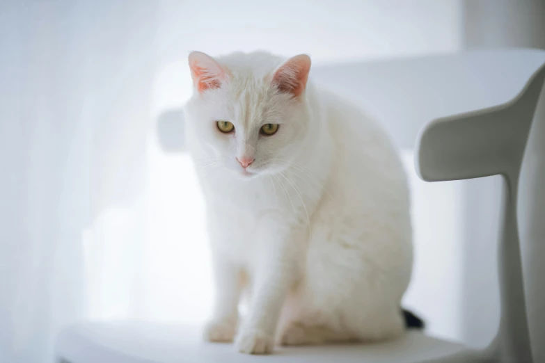 a white cat sitting on top of a white chair, a portrait, unsplash, on a white table, without text, basia tran, high quality photo