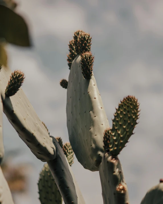 a close up of a cactus plant with a cloudy sky in the background, trending on pexels, mid-shot of a hunky, pods, with arms up, spotted