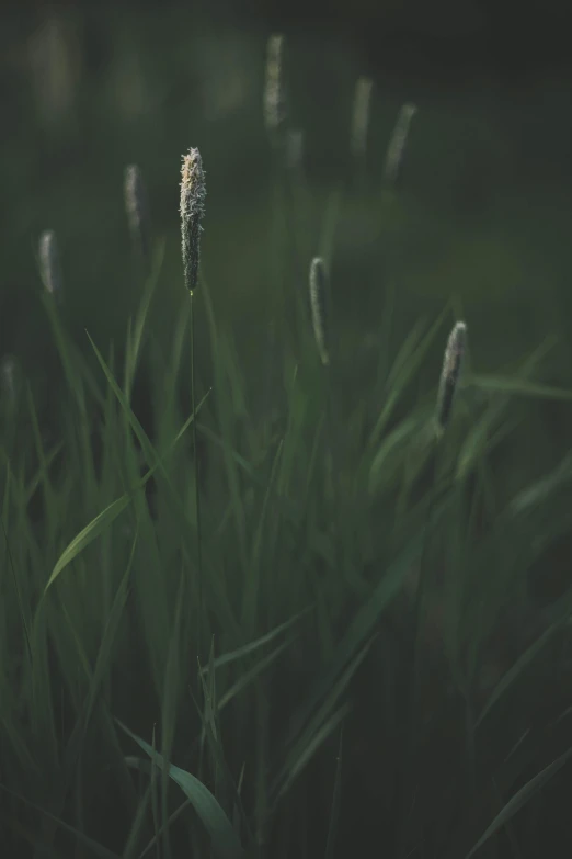 a bunch of tall grass sitting on top of a lush green field, inspired by Elsa Bleda, unsplash, tonalism, tooth wu : : quixel megascans, spring evening, smooth tiny details, at night