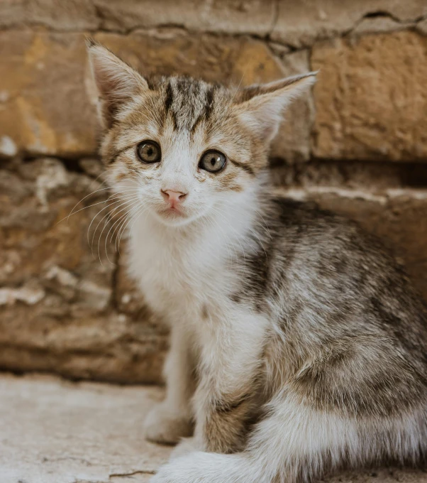a small kitten sitting in front of a brick wall, pexels contest winner, lovingly looking at camera, today\'s featured photograph 4k, mixed animal, gif