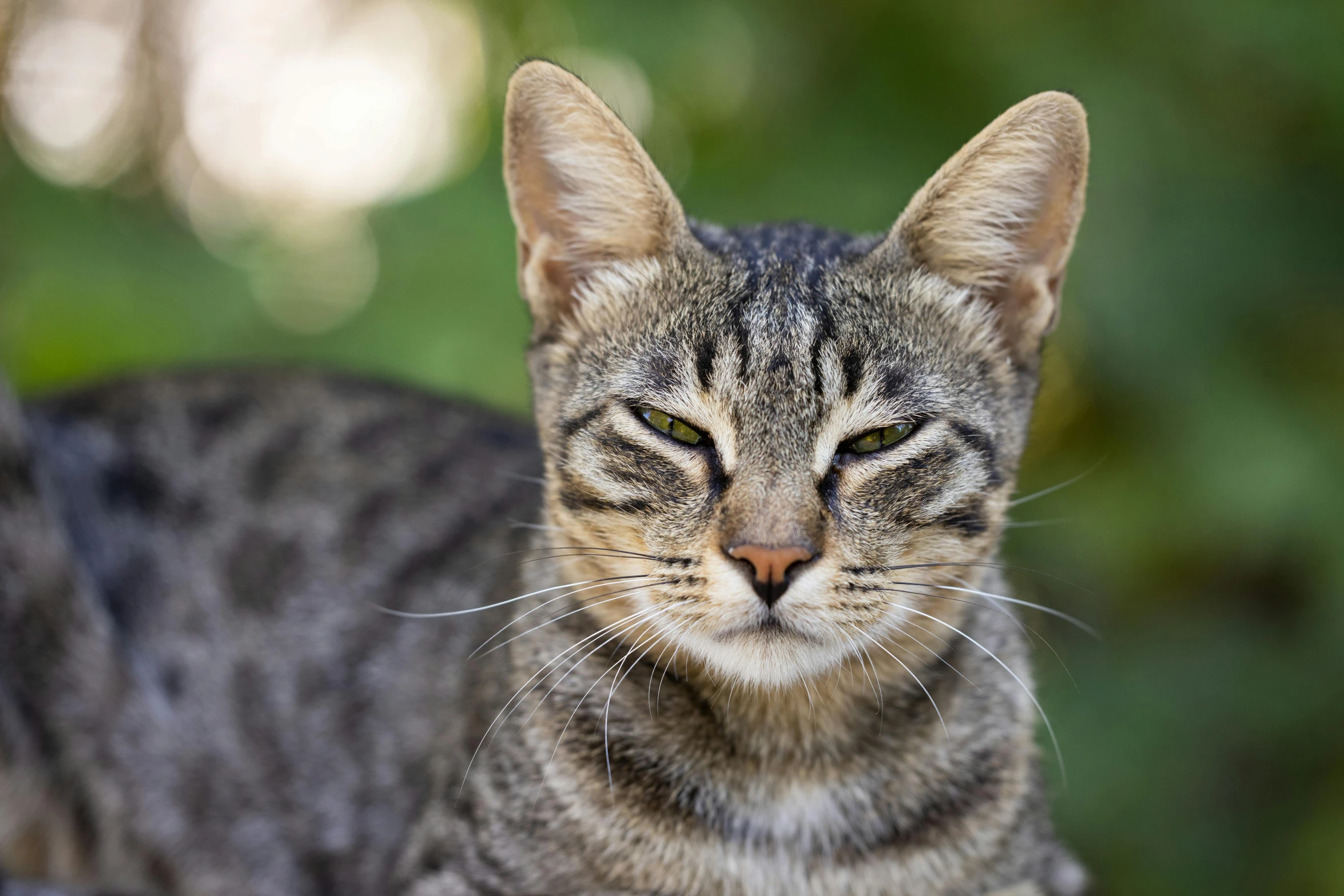 a close up of a cat with a blurry background, unsplash, avatar image, full frame image, concerned expression, sassy pose