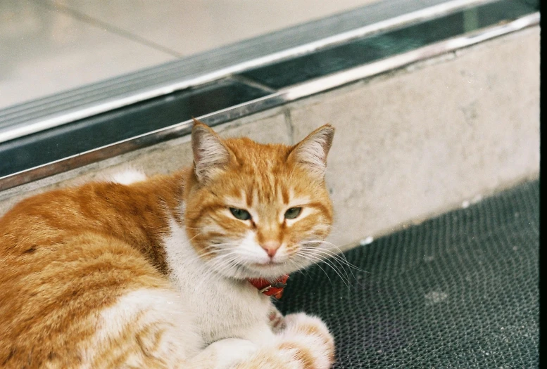 an orange and white cat laying on the ground, trending on unsplash, at a mall, catwalk, old male, instagram post