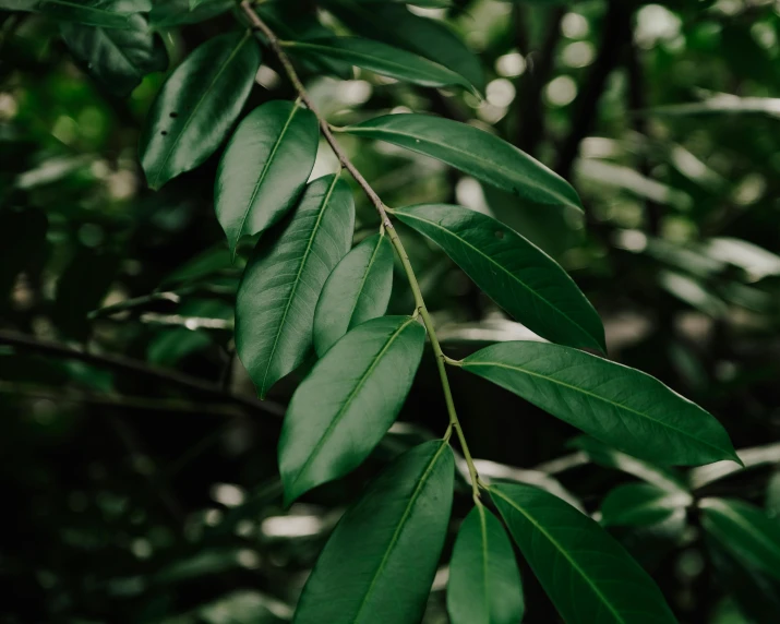 a close up of green leaves on a tree, an album cover, trending on pexels, hurufiyya, australian bush, high quality screenshot, exterior shot, carefully crafted