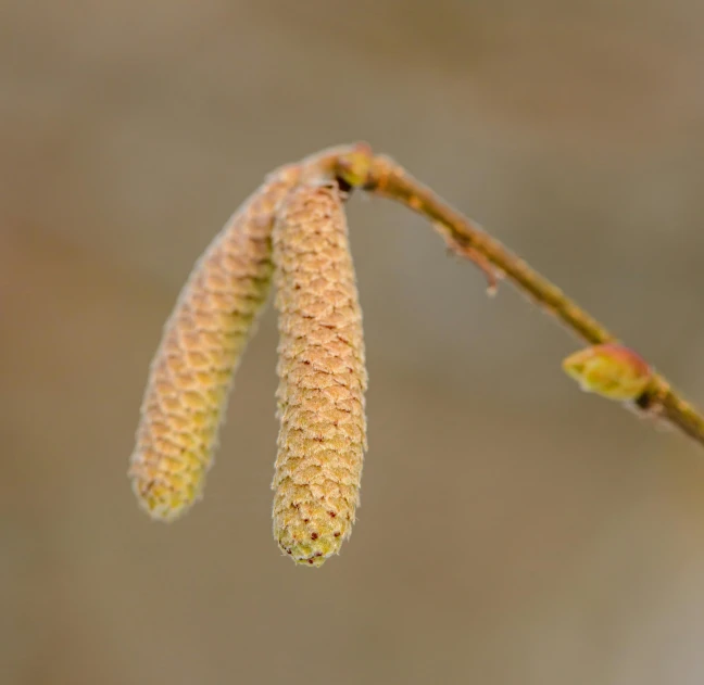 a close up of a flower on a tree branch, a macro photograph, by David Simpson, unsplash, willow trees, malt, protophyta, portrait image