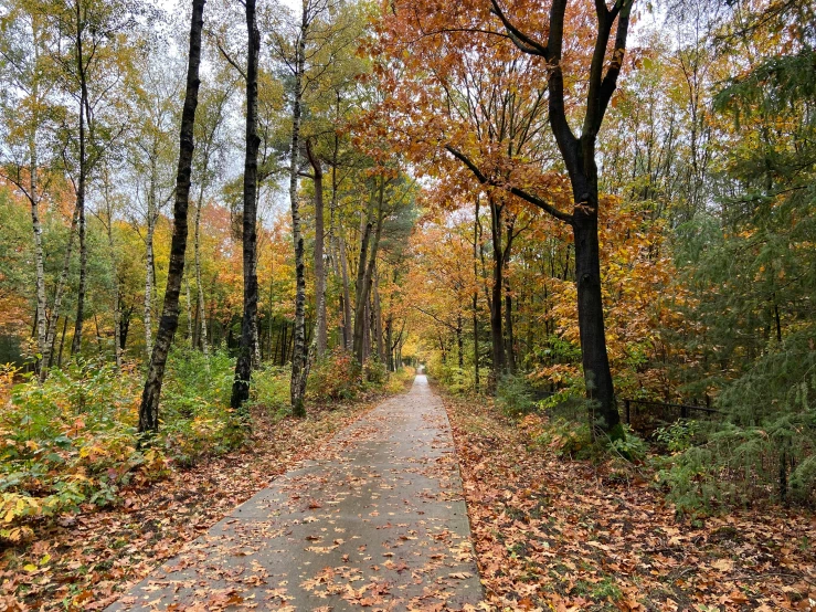 a path in the woods with leaves on the ground, orange and brown leaves for hair, thumbnail, view from the distance, espoo