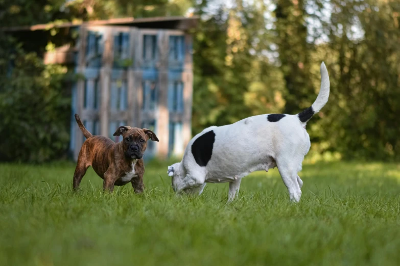 a couple of dogs standing on top of a lush green field, profile image, playing, lawn, close - up photograph