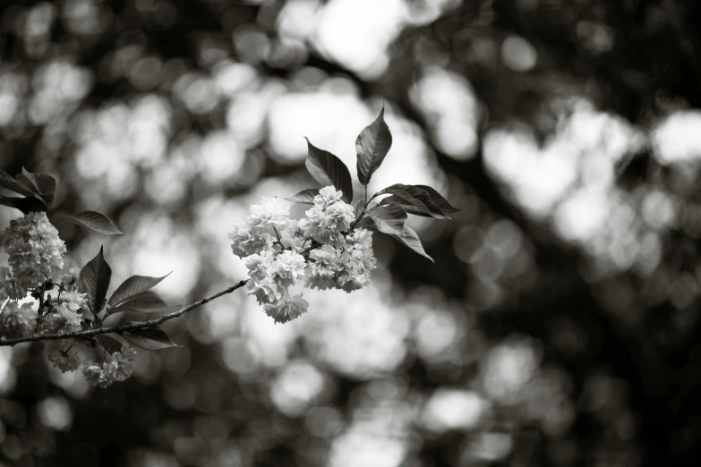 a single white flower growing on a nch