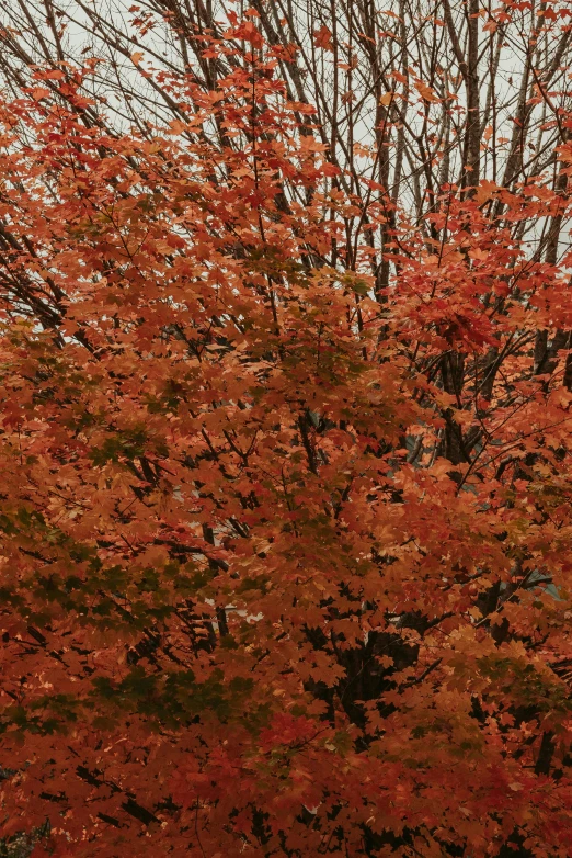 a fire hydrant in front of a tree with red leaves, a picture, by David Simpson, zoomed out to show entire image, pale orange colors, cornell, # nofilter