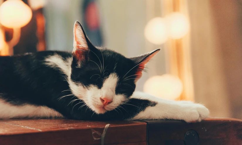 a black and white cat laying on top of a wooden table, by Julia Pishtar, eyes closed, warmly lit, relaxing calm vibes, cute and cuddly