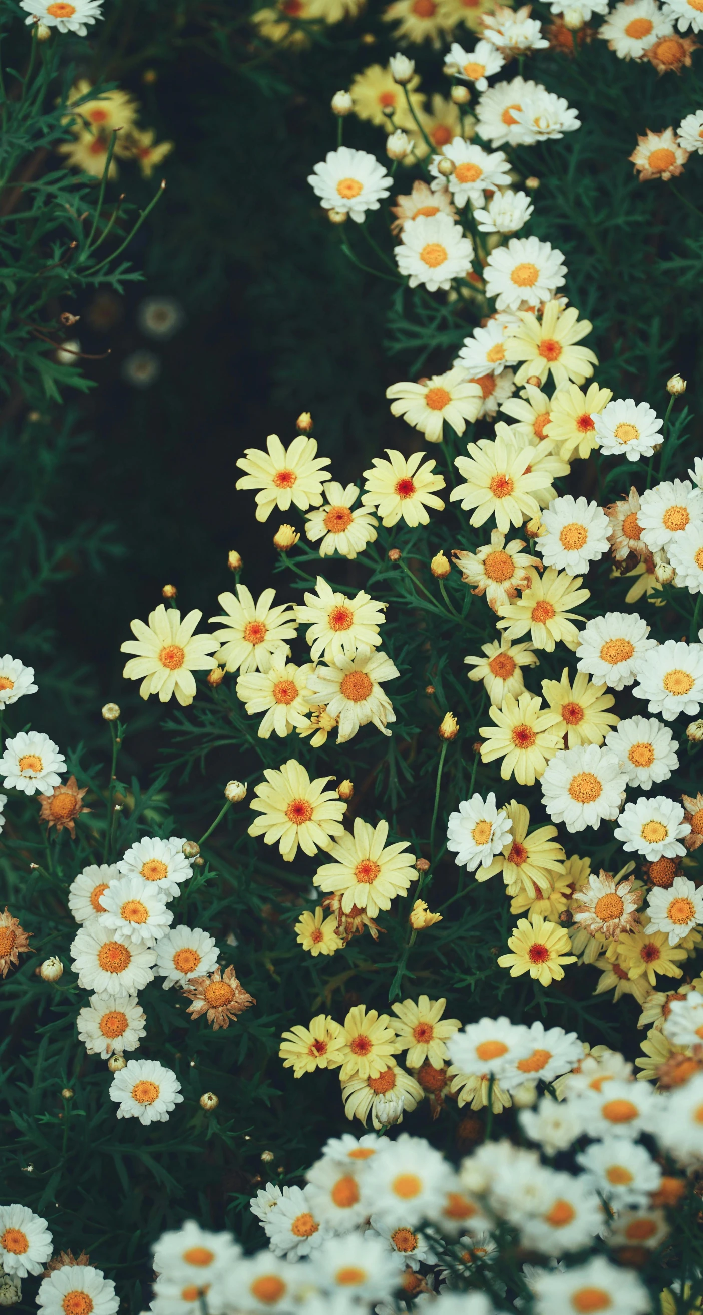 a bunch of yellow and white flowers in a field, unsplash, vintage color, chrysanthemum eos-1d, multi - coloured