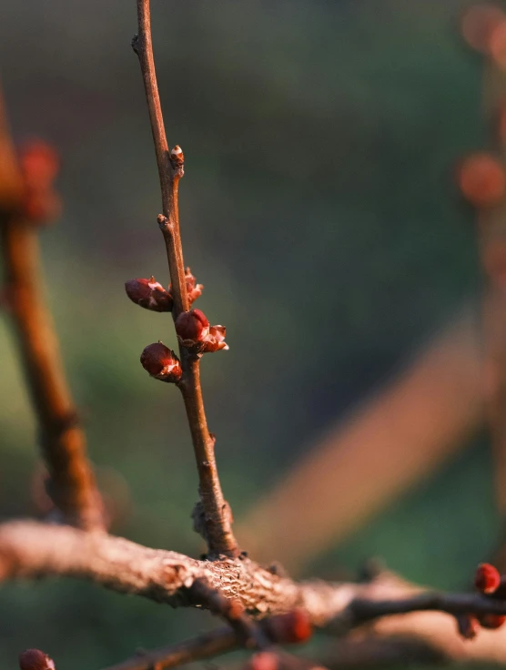 a small bird sitting on top of a tree branch, a macro photograph, by Eglon van der Neer, unsplash, happening, vineyard, buds, today\'s featured photograph 4k, red trees