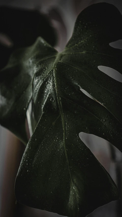 a close up of a leaf of a plant, an album cover, inspired by Elsa Bleda, unsplash contest winner, carnal ) wet, movie still 8 k, gloomy/wet atmosphere, indoor shot