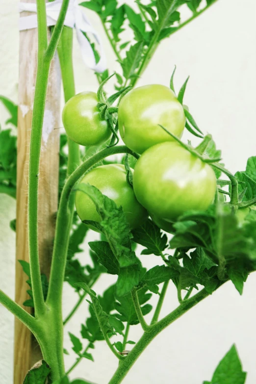 a close up of some green tomatoes on a plant, profile image, large)}], indoor, pastel green