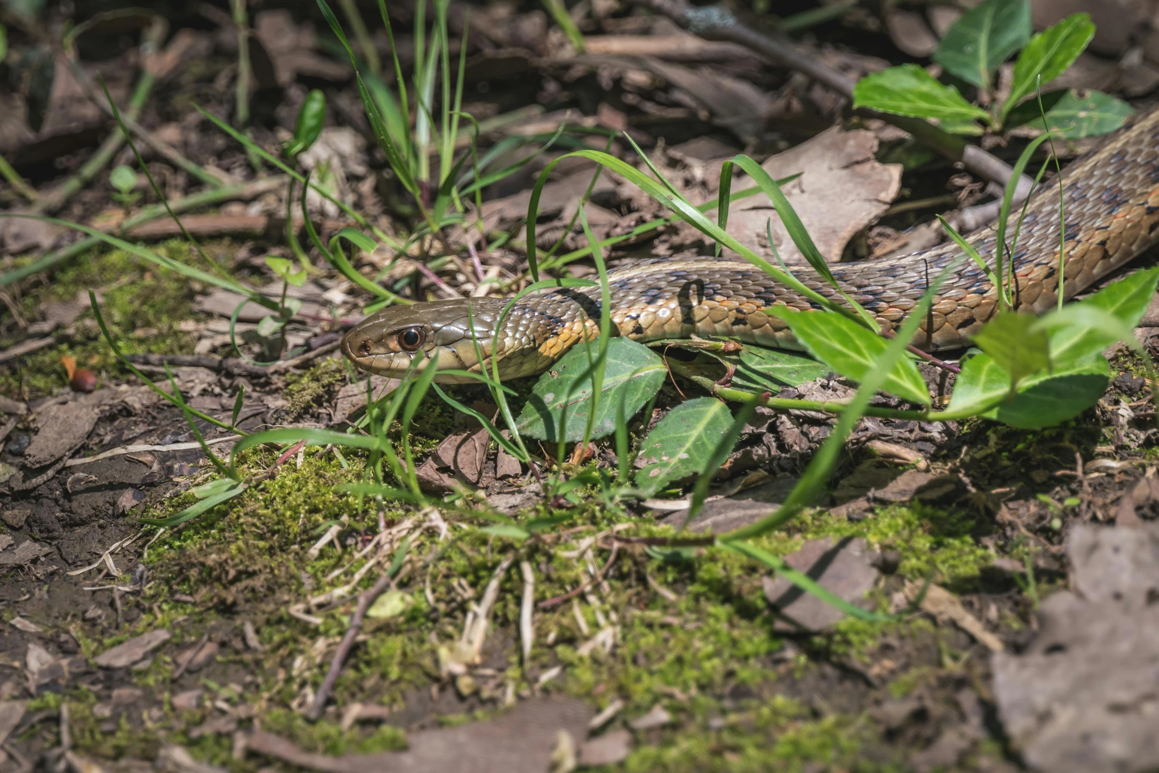 a close up of a snake on the ground, by Adam Marczyński, pexels contest winner, maus in forest, langford's basilisk, mixed with snake, fresh from the printer