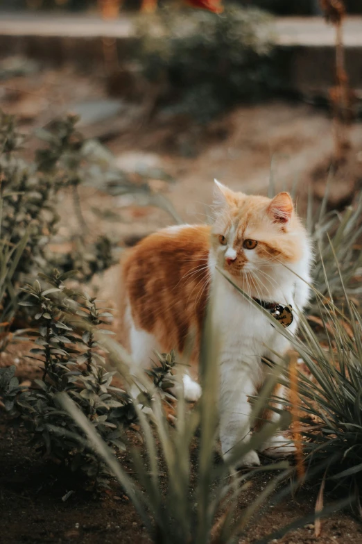 a cat that is standing in the grass