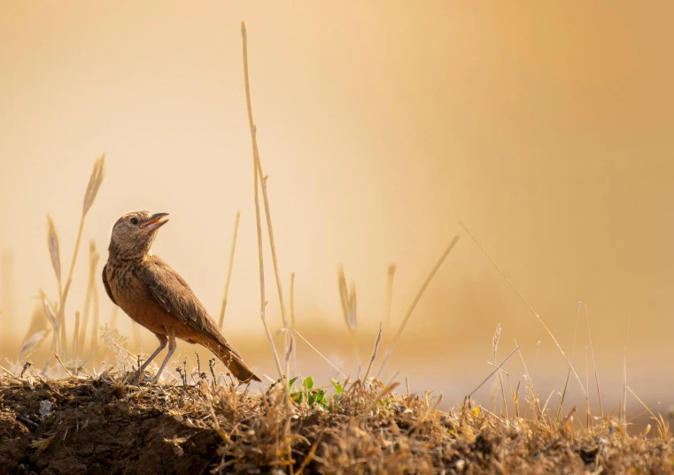 a bird sitting on top of a pile of dirt, by Saurabh Jethani, pexels contest winner, summer morning light, prairie, brown, low detailed